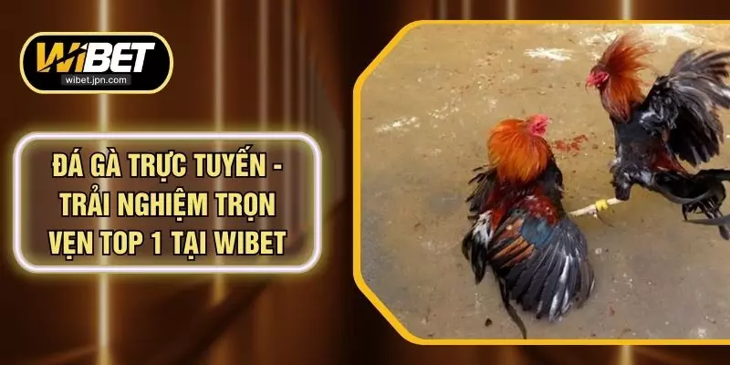 Đá Gà Trực Tuyến - Trải Nghiệm Trọn Vẹn Top 1 Tại WIBET