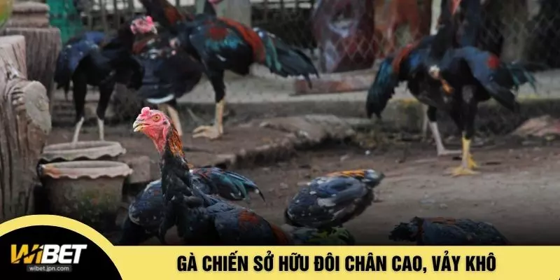 Gà chiến sở hữu đôi chân cao, vảy khô