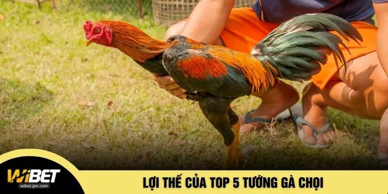 Lợi thế của top 5 tướng gà chọi