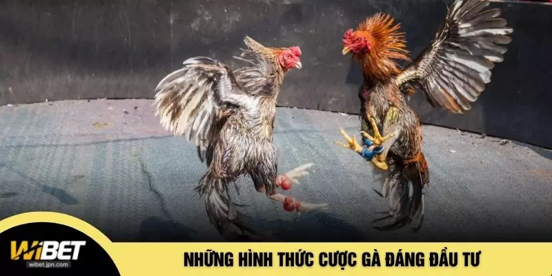 Những hình thức cược gà đáng đầu tư