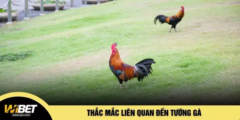 Thắc mắc liên quan đến tướng gà