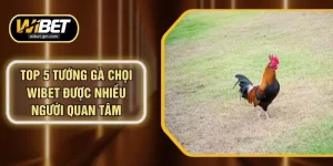 Top 5 Tướng Gà Chọi WIBET Được Nhiều Người Quan Tâm